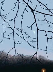 Ágak, hajnal, Prospect Park (digitális művészet)