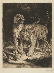 Két tigris