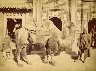 Kétpúpú teve gondozójával, 1860 körül