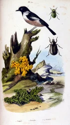 F. E. Guerin botanikai és zoológiai illusztrációja. A Dictionnaire pittoresque d