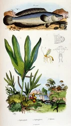 F. E. Guerin botanikai és zoológiai illusztrációja. A Dictionnaire pittoresque d
