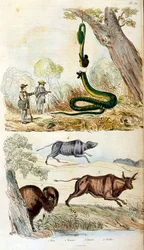 F. E. Guerin botanikai és zoológiai illusztrációja. A Dictionnaire pittoresque d