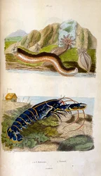 F. E. Guerin botanikai és zoológiai illusztrációja. A Dictionnaire pittoresque d