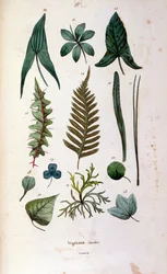 F. E. Guerin botanikai és zoológiai illusztrációja. A Dictionnaire pittoresque d