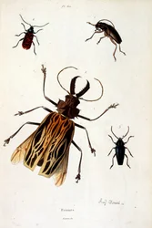F. E. Guerin botanikai és zoológiai illusztrációja. A Dictionnaire pittoresque d