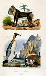 F. E. Guerin botanikai és zoológiai illusztrációja. A Dictionnaire pittoresque d