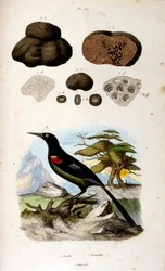 F. E. Guerin botanikai és zoológiai illusztrációja. A Dictionnaire pittoresque d