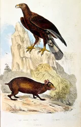 F. E. Guerin botanikai és zoológiai illusztrációja. A Dictionnaire pittoresque d