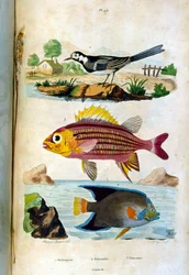 F. E. Guerin botanikai és zoológiai illusztrációja. A Dictionnaire pittoresque d