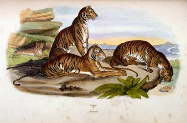 F. E. Guerin botanikai és zoológiai illusztrációja. A Dictionnaire pittoresque d