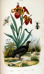 F. E. Guerin botanikai és zoológiai illusztrációja. A Dictionnaire pittoresque d