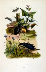 F. E. Guerin botanikai és zoológiai illusztrációja. A Dictionnaire pittoresque d