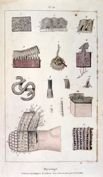 F. E. Guerin botanikai és zoológiai illusztrációja. A Dictionnaire pittoresque d
