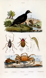 F. E. Guerin botanikai és zoológiai illusztrációja. A Dictionnaire pittoresque d