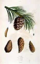 F. E. Guerin botanikai és zoológiai illusztrációja. A Dictionnaire pittoresque d