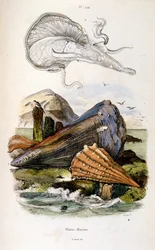 F. E. Guerin botanikai és zoológiai illusztrációja. A Dictionnaire pittoresque d