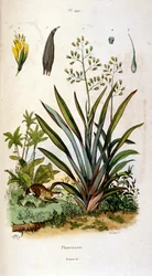 F. E. Guerin botanikai és zoológiai illusztrációja. A Dictionnaire pittoresque d