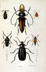 F. E. Guerin botanikai és zoológiai illusztrációja. A Dictionnaire pittoresque d