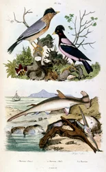 F. E. Guerin botanikai és zoológiai illusztrációja. A Dictionnaire pittoresque d