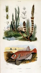F. E. Guerin botanikai és zoológiai illusztrációja. A Dictionnaire pittoresque d