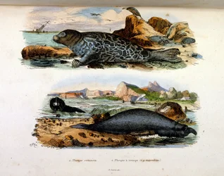 F. E. Guerin botanikai és zoológiai illusztrációja. A Dictionnaire pittoresque d