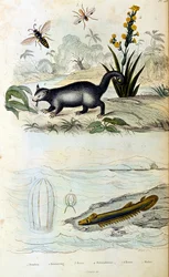 F. E. Guerin botanikai és zoológiai illusztrációja. A Dictionnaire pittoresque d