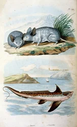 Chimaeras a Chimaeriformes rend Chimaeriformes, informálisan szellemcápák, patkányhalak néven ismert; F. E. Guerin botanikai és zoológiai illusztrációja. A Dictionnaire pittoresque d