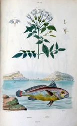 Jázmin (Jázmin). Johnius (Croaker Fish). Botanikai és zoológiai illusztráció: F. E. Guerin. A Dictionnaire pittoresque d