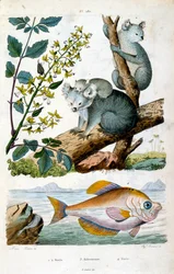 Koalamackó és hal. F. E. Guerin botanikai és zoológiai illusztrációja. A Dictionnaire pittoresque d