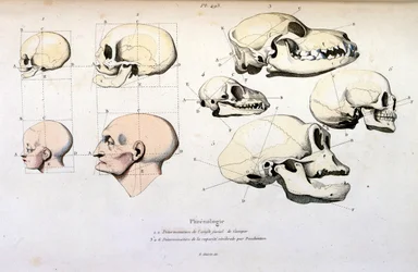 Frenológia (anatómiai), F. E. Guerin illusztrációja. A Dictionnaire pittoresque d
