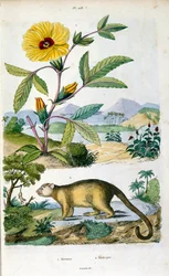 A kinkajou; a Procyonidae családba tartozó, az olingókkal, a coatikkal, a mosómedvékkel, a gyűrűsfarkúakkal és a kákófarkúakkal rokon esőerdei emlős. F. E. Guerin botanikai és zoológiai illusztrációja. A Dictionnaire pittoresque d
