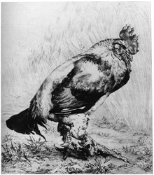 A kakas, 1850-1910, 1924.