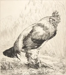 Az öreg kakas, 1882.