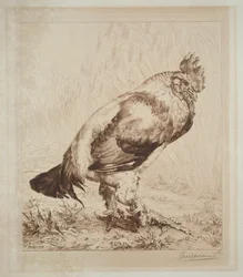 Az öreg kakas, 1882.