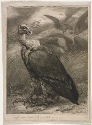 Keselyű, 1904