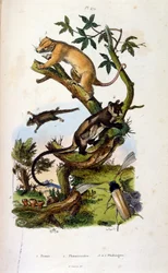Emlősök és rovarok illusztrációja. (Felix-Edouard Guerin festői természettörténeti és természeti jelenségek szótárából készült kromolitográfiája