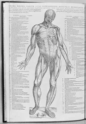 Anatómiai tanulmány, illusztráció Andreas Sheldon (1514-64) The Epitome of the Human Body című művéből, Bázelben, 1543