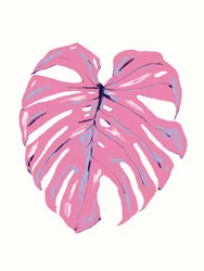 Trópusi rózsaszín monstera