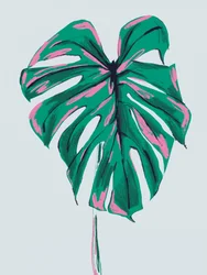 Élénk rózsaszín-zöld Monstera