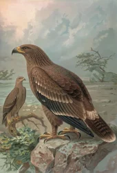 GRAVING-NEPÁLI SAS-NŐK-AQUILA NIPALENSIS