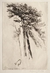 A legújabb fa, 1882.