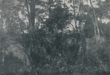 Indiai kabinok, 1895