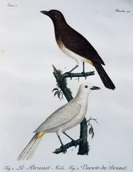 Afrikai vörösszemű bulbul (Pycnonotus nigricans), metszet a Histoire Naturelle des Oiseaux d