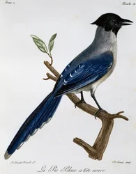 Azúrkék szárnyú szarka (Cyanopica cyanus), metszet az afrikai madarak természetrajzából