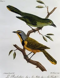 Bokmakierie bushshrike (Telophorus zeylonus), metszet az afrikai madarak természetrajzából