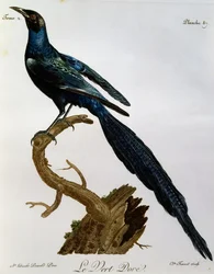 Burchell fényes seregélye (Lamprotornis australis), metszet a Histoire Naturelle des Oiseaux d