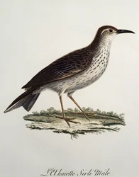 Cape Longbill hím (Certhilauda curvirostris), metszet a Histoire Naturelle des Oiseaux d