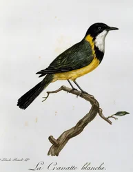 Golden Whistler (Pachycephala pectoralis), metszet az afrikai madarak természetrajzából