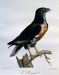 Sakálölyv (Buteo rufofuscus), metszet az afrikai madarak természetrajzából