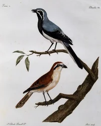 Le Pendeur et le Rousseau, metszet a Histoire Naturelle des Oiseaux d